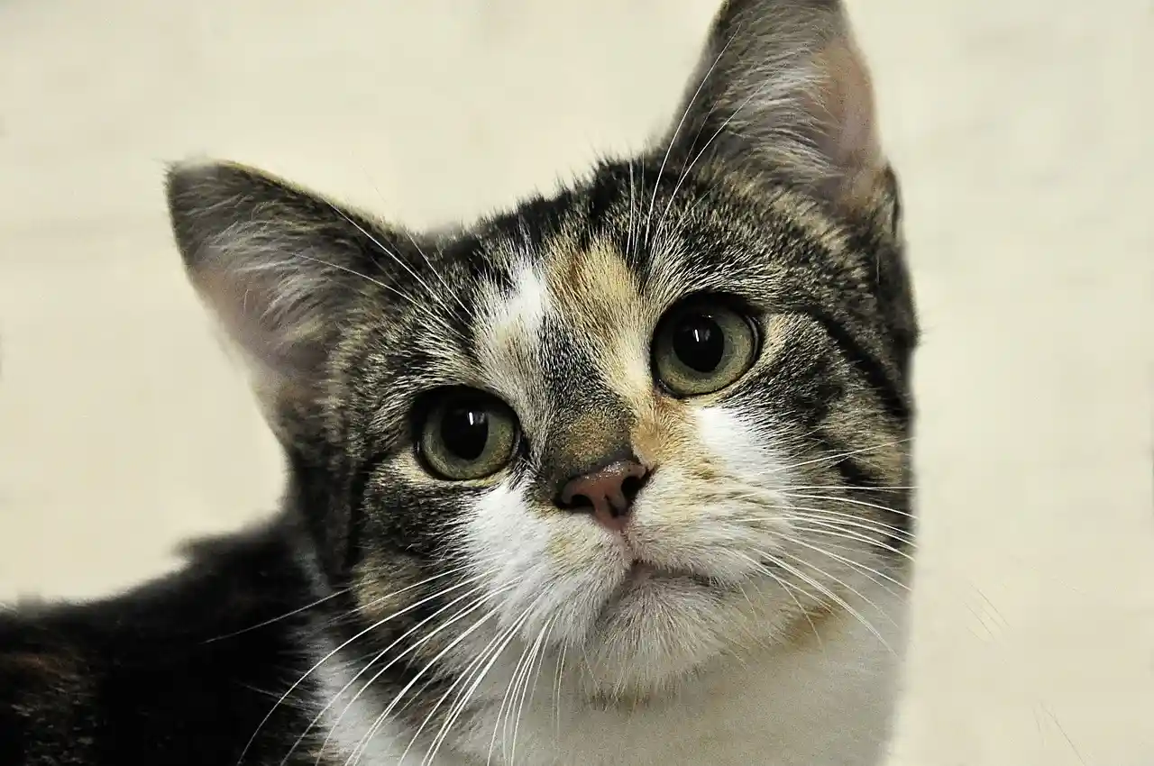 Premier Animal Shelters at work