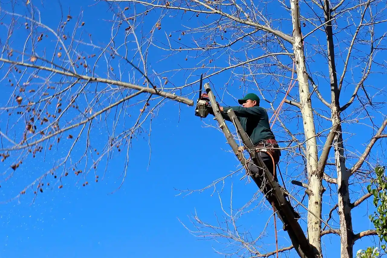 Premier Arborists at work