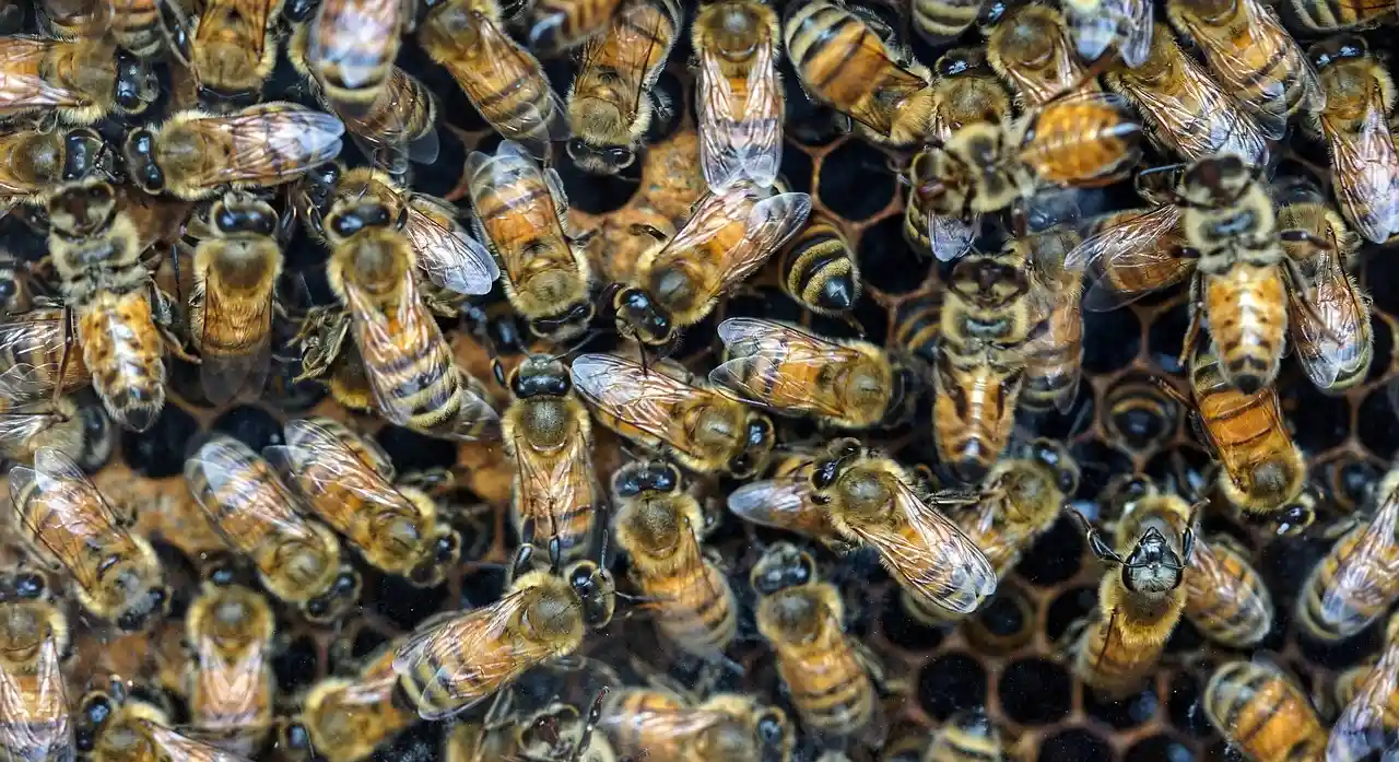 Premier Bee Removal at work