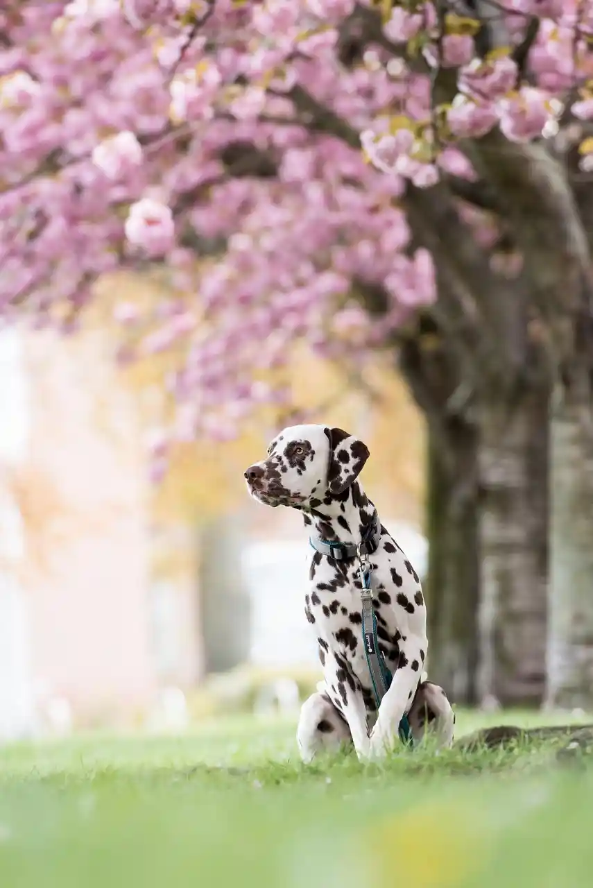 Premier Dog Parks at work