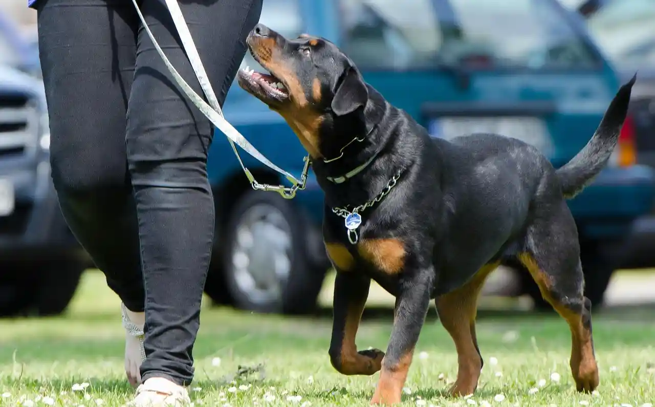 Premier Dog Training at work