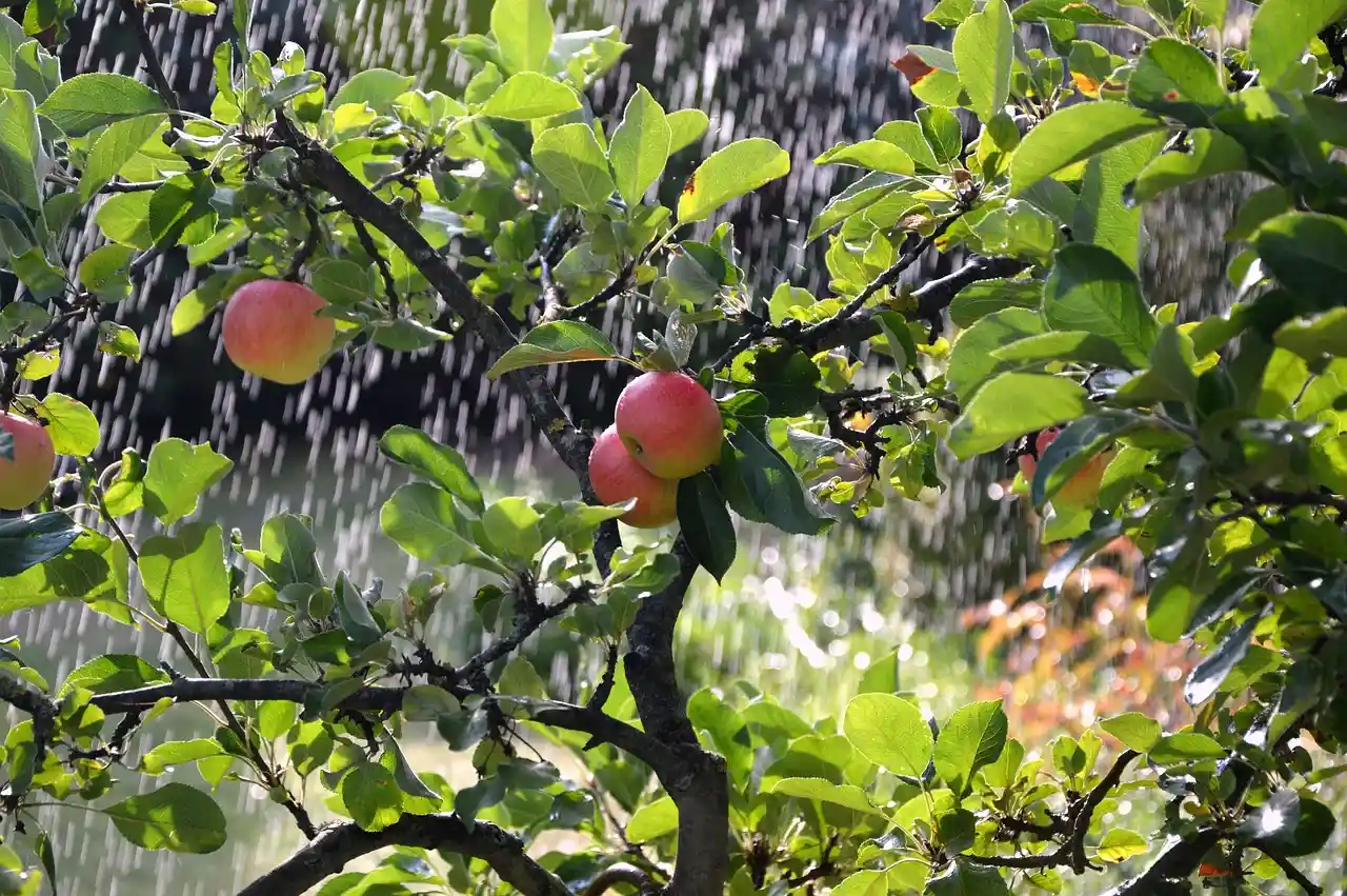 Premier Irrigation Systems at work