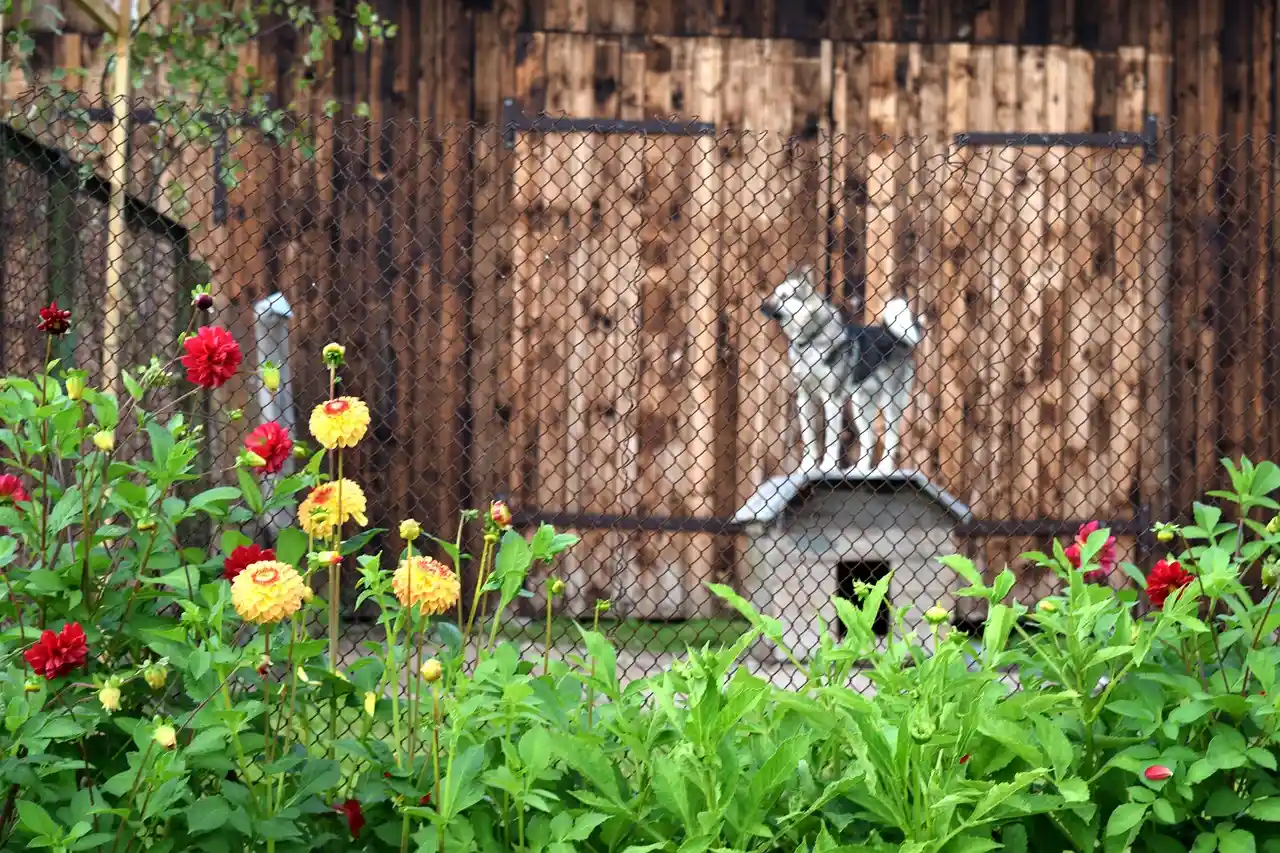 Premier Kennels at work