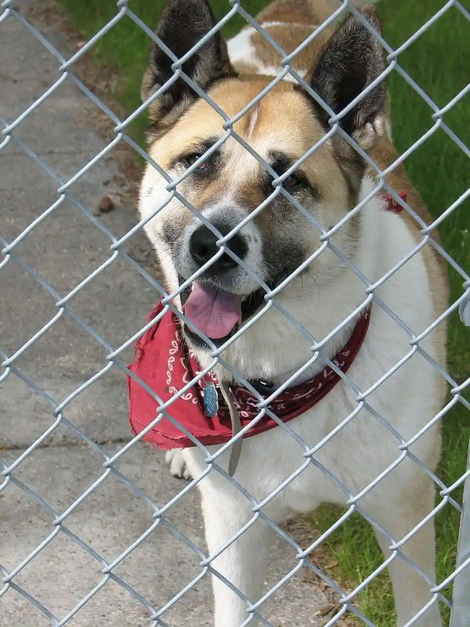 Premier Kennels at work