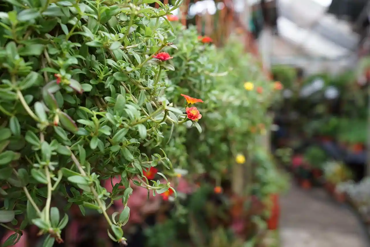 Premier Plant Nurseries at work
