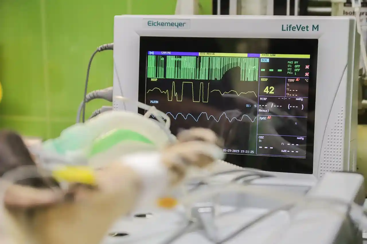 Premier Veterinary Clinics at work