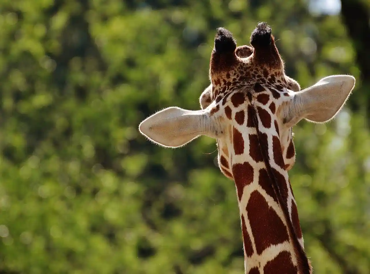 Premier Zoos at work