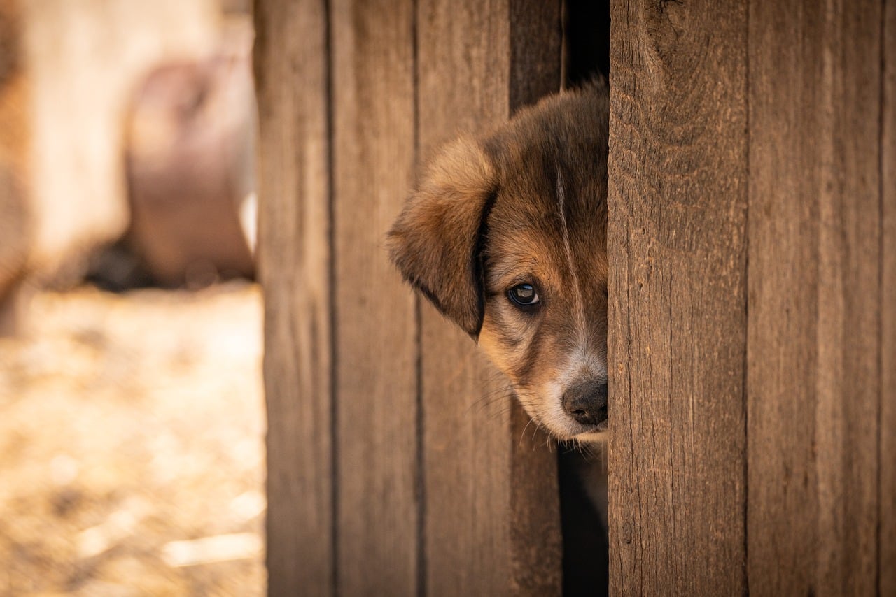 Animal Shelters