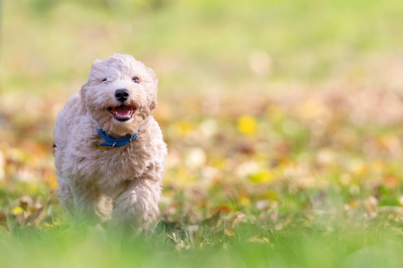 Dog Parks