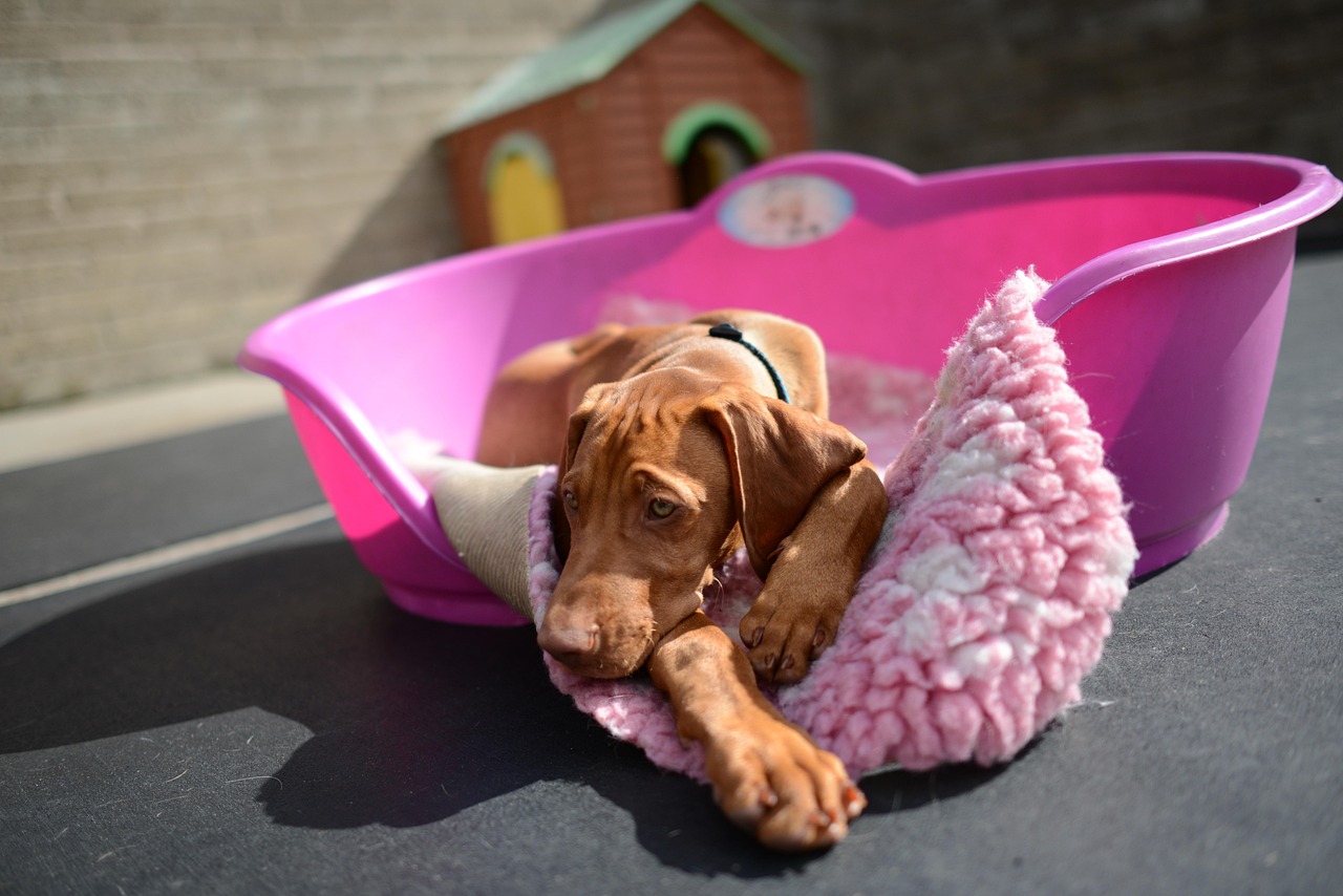 Doggy Day Cares