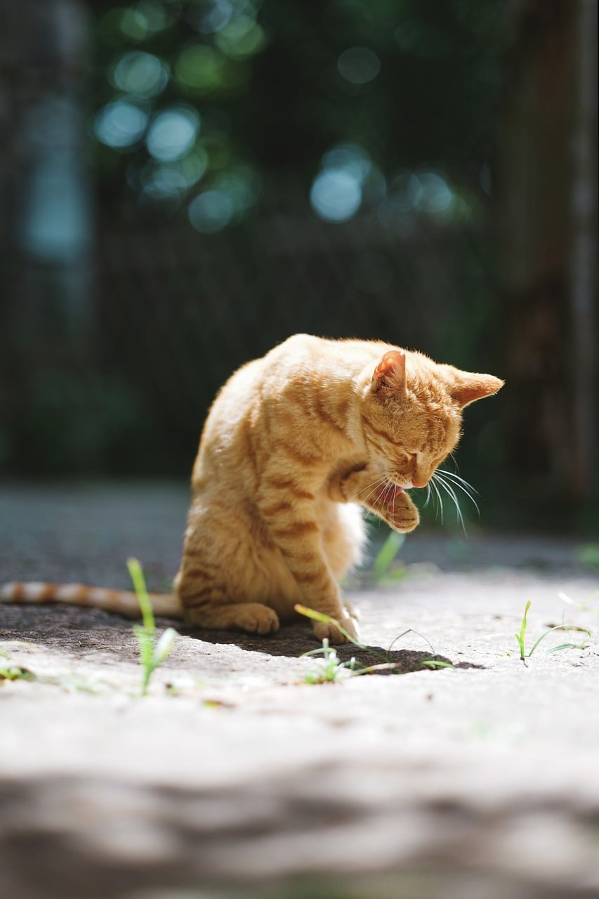 Mobile Pet Grooming