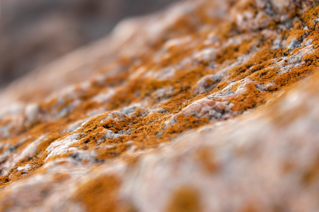 Mold Inspection