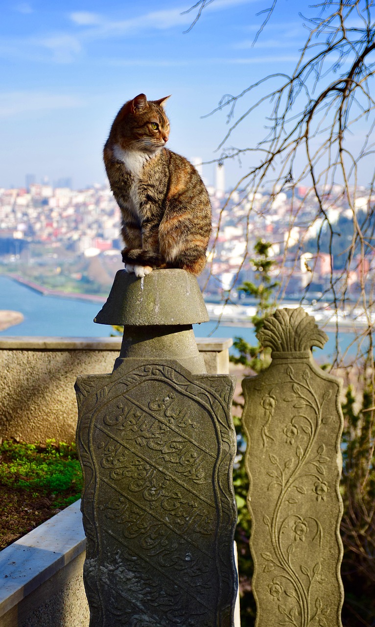 Pet Cemeteries