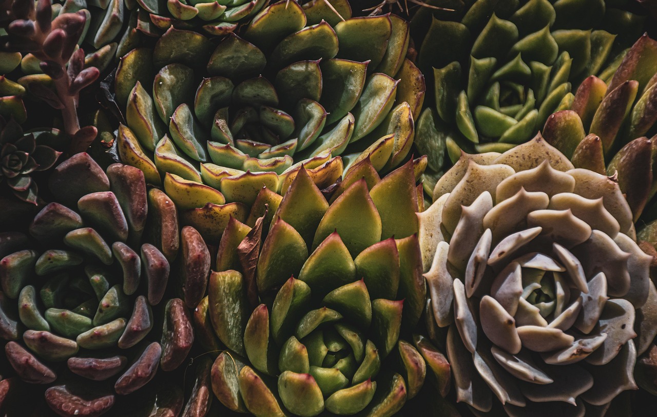 Plant Nurseries
