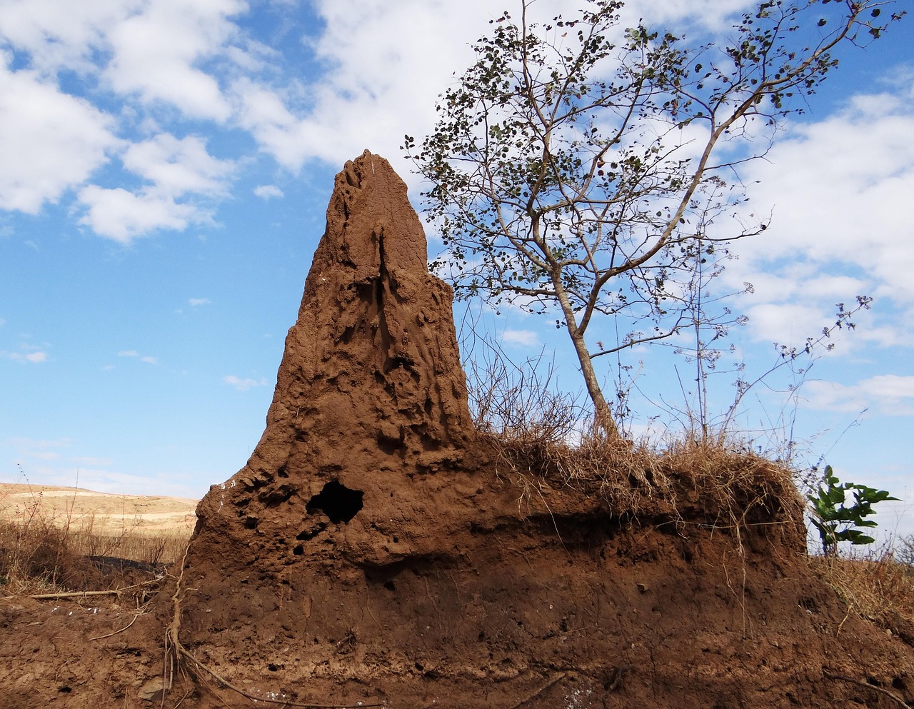 Termite Control